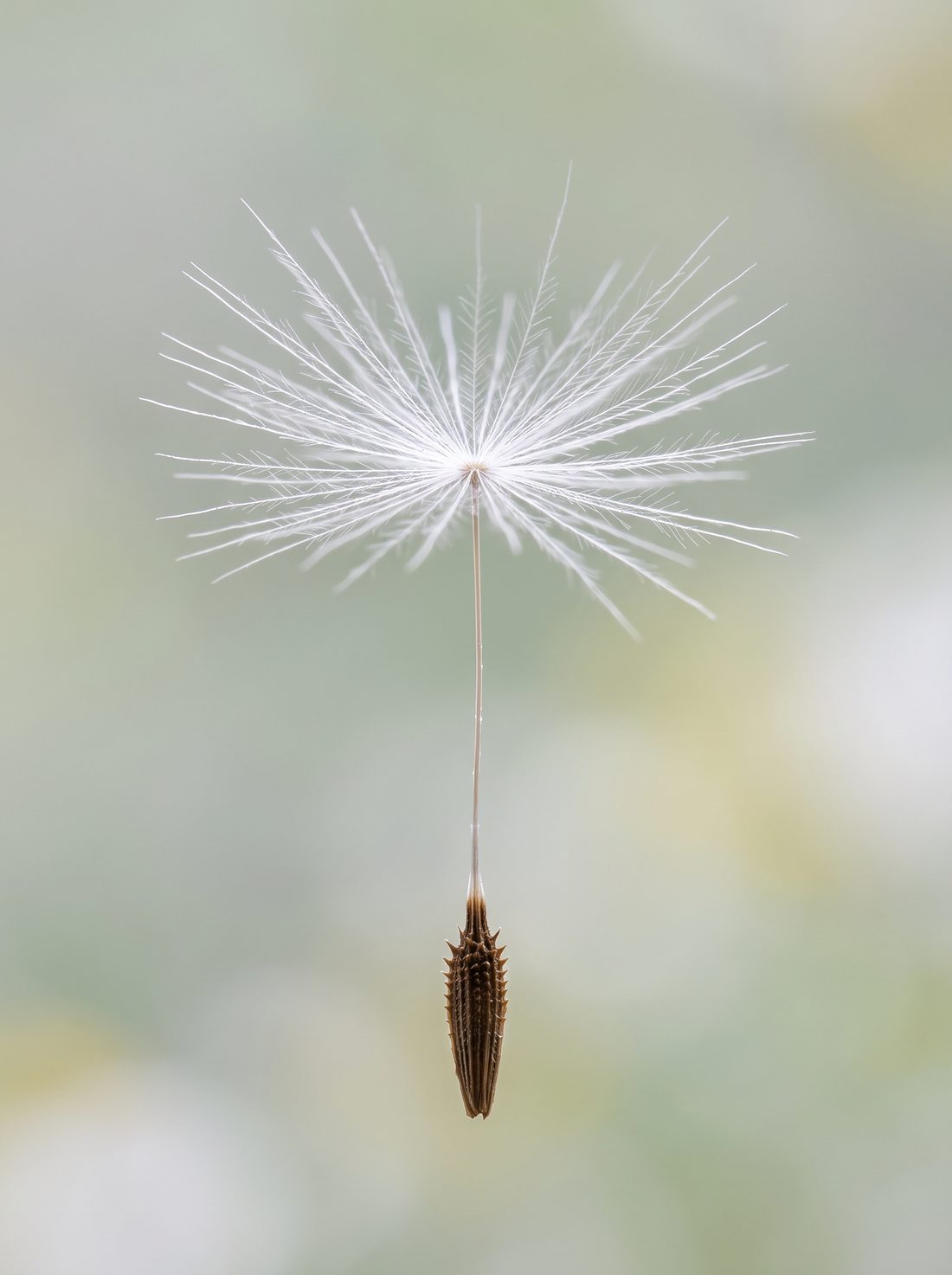 Macro sample