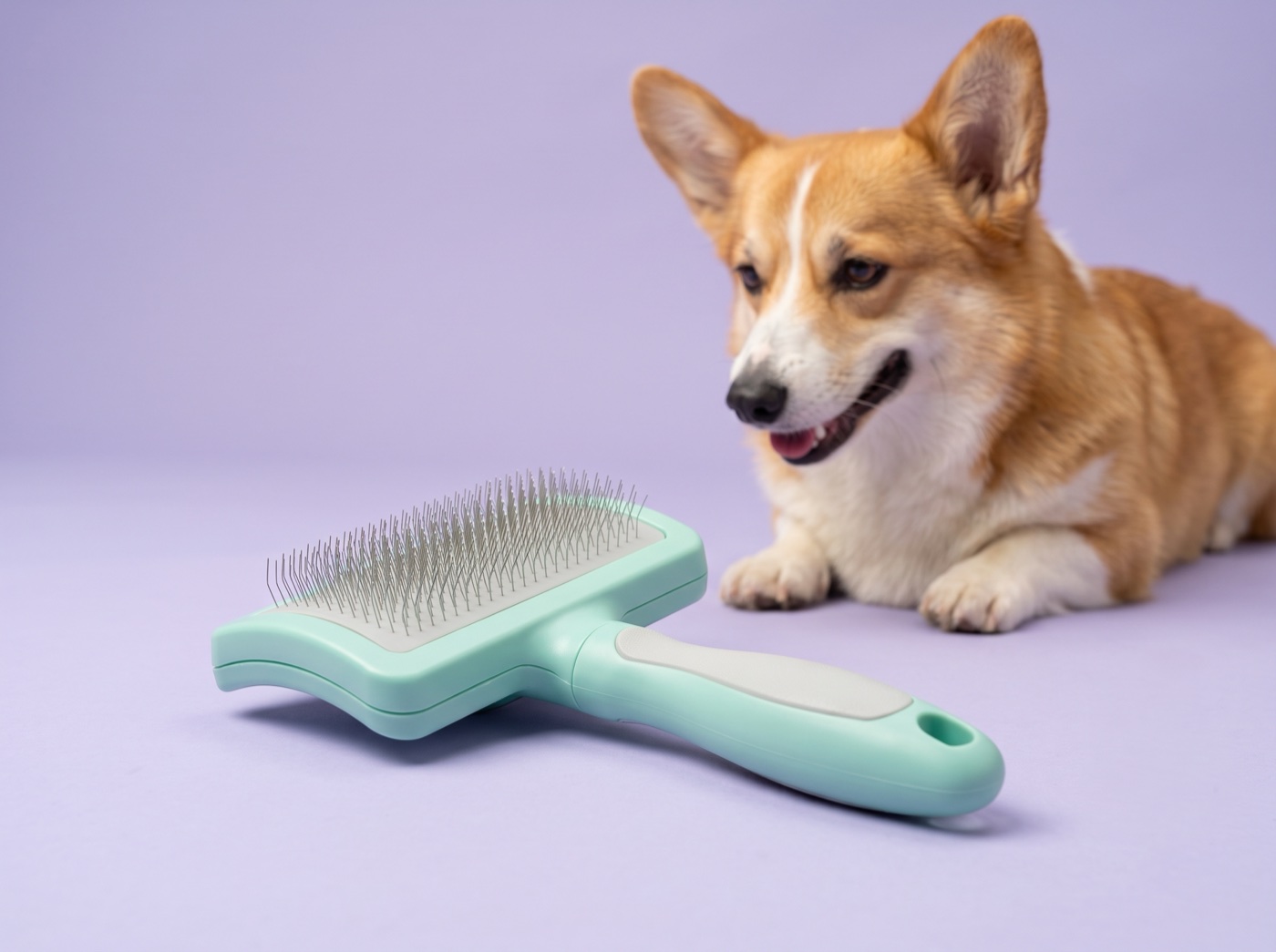 Corgi product scene generated using that same rectangular brush reference