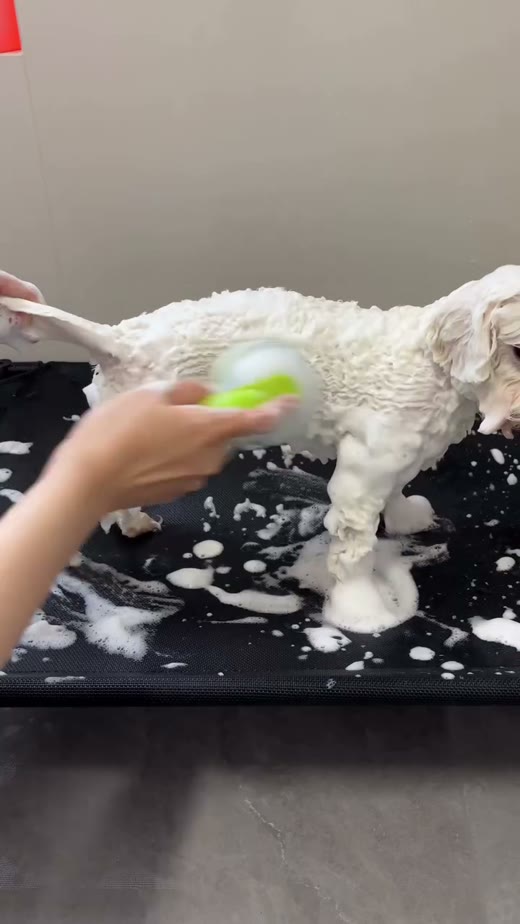 @petsgoodis original video 00:11.5: brush touching the coat