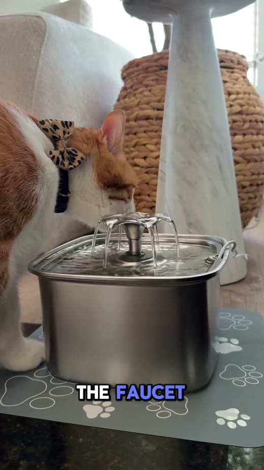 @myusalifee original video 00:34.5: cat approaching the water