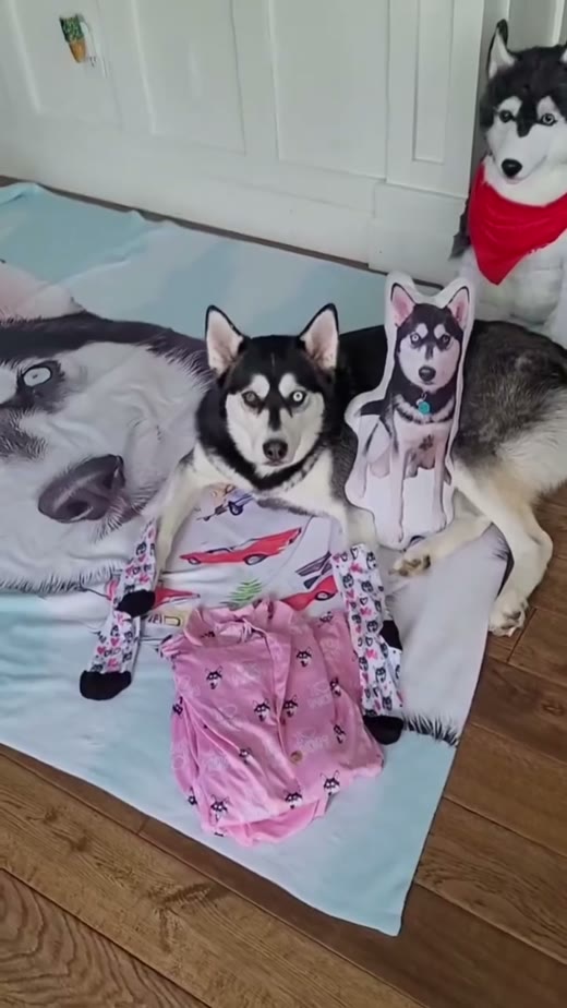 @petsies original video 00:00.3: pet with custom merchandise