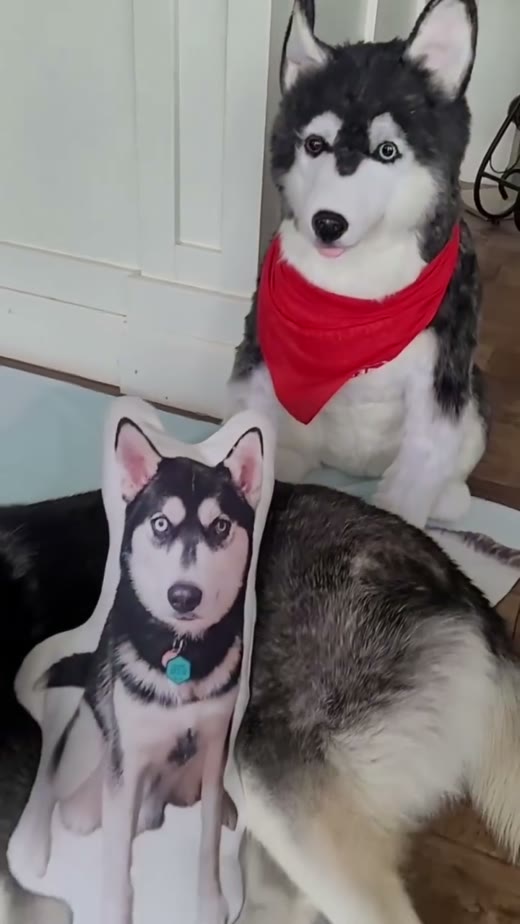 @petsies original video 00:06.5: pet with its portrait pillow