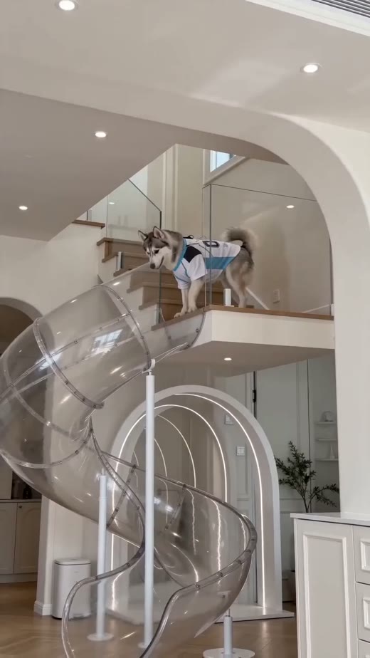 @thejaypaw original video 00:00.3: pet at the slide entrance