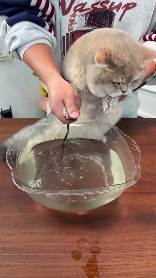 @glampaw_pets original video 00:00.7: a cleaning occasion