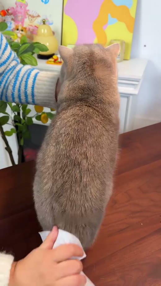 @glampaw_pets original video 00:16.3: pet and wiping action